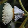 Blue Gum